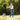 Hands-Free Dual Dog Leash with Shock Absorbing Bungee & Reflective Stitching